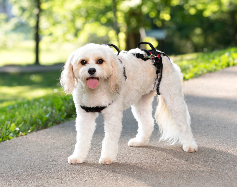 Orthopedic Dog Harness