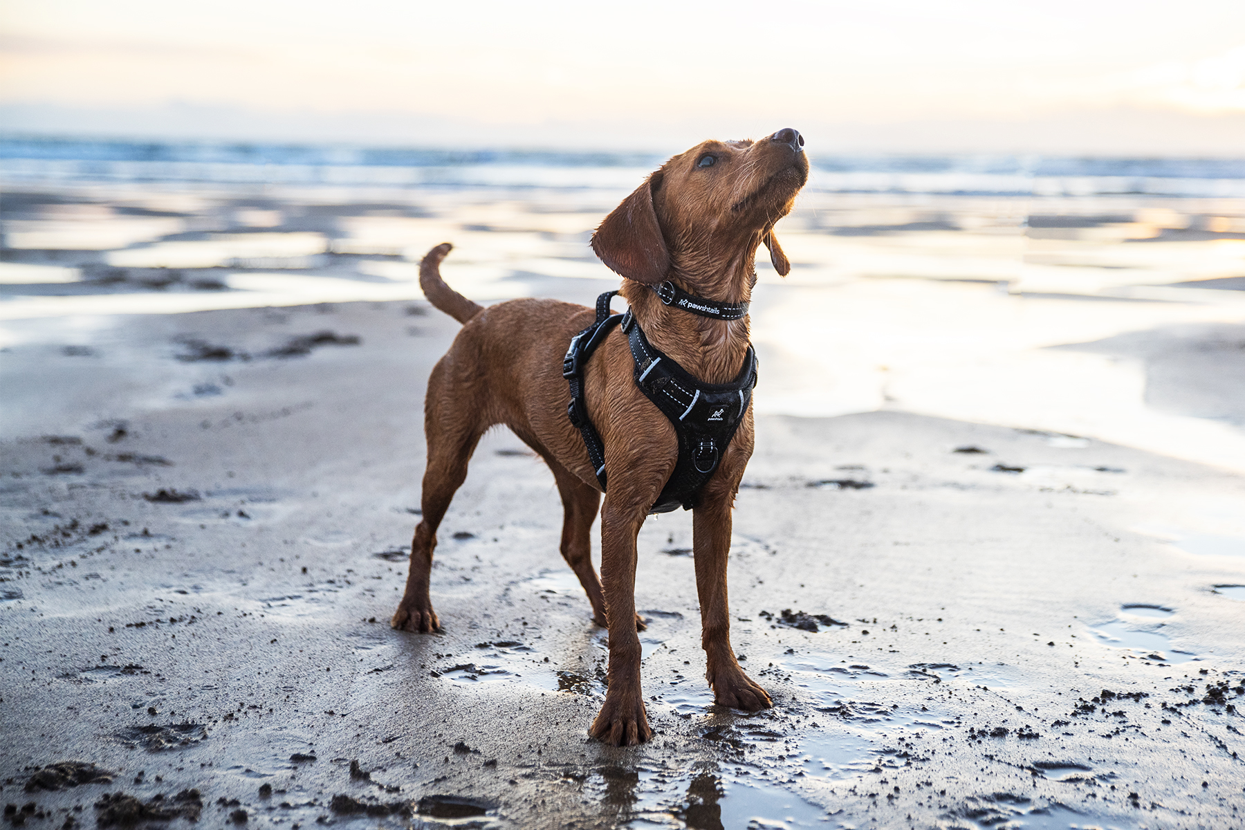 front-clip-harness