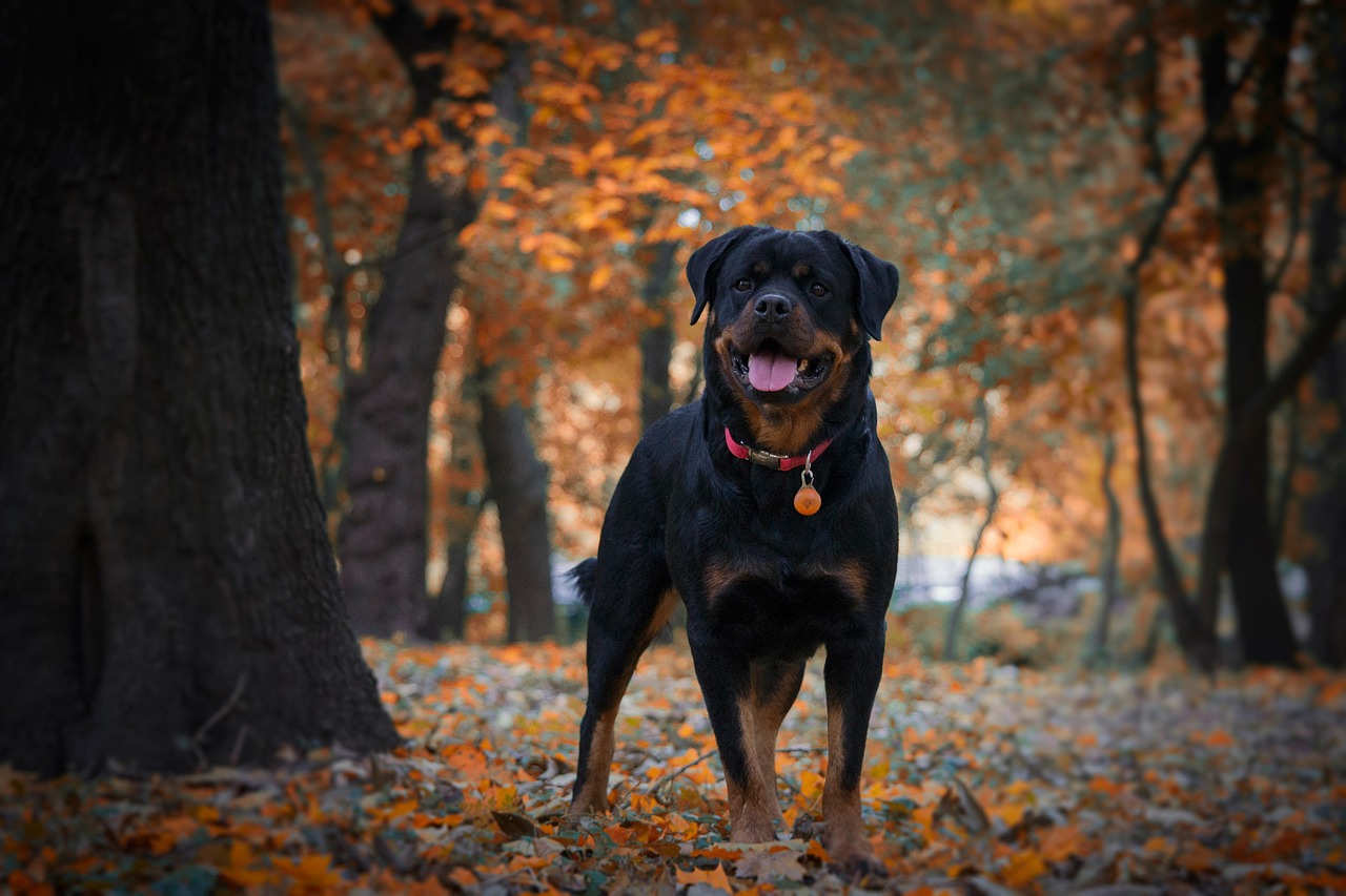 Best Dog Harness for Rottweilers