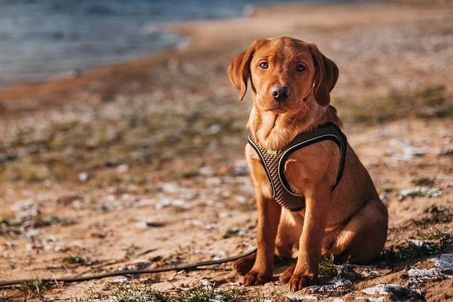 labrador, dog, mammal, animal, fox red labrador, labrador retriever, domestic animal, canine, pet, outdoors, nature, portrait, labrador, labrador, labrador, labrador, labrador, dog, dog, dog, dog, labrador retriever, labrador retriever, labrador retriever