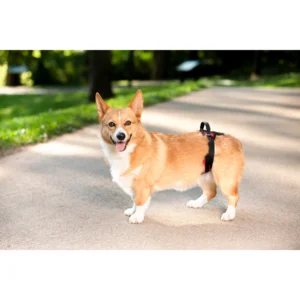 CareLift™ Rear Support Harness -small dog