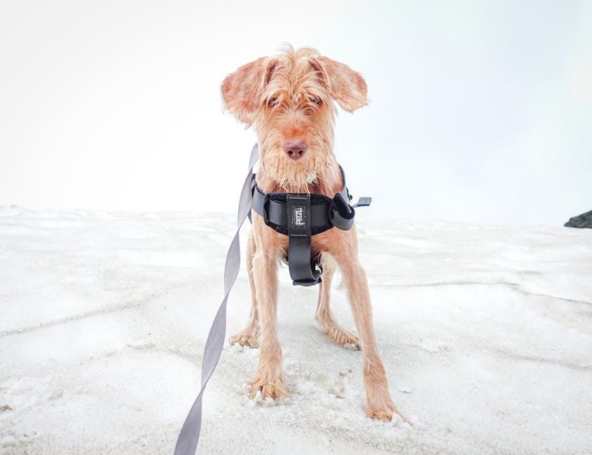 Front-clip dog harness on a dog standing on snow.