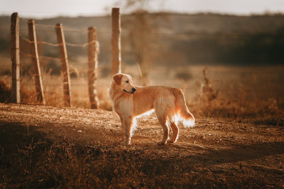 Golden Retriever standing on a dirt road during a serene autumn sunset.