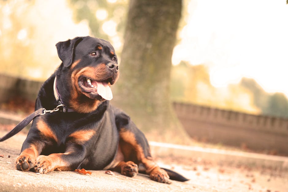 A Rottweiler laying on the ground, outdoors on a sunny day.