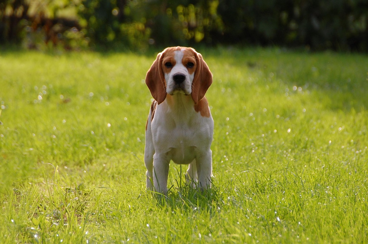 dog, puppy, beagle, pet, doggie, animal, race, bigel, animals, beagle, beagle, beagle, nature, beagle, beagle