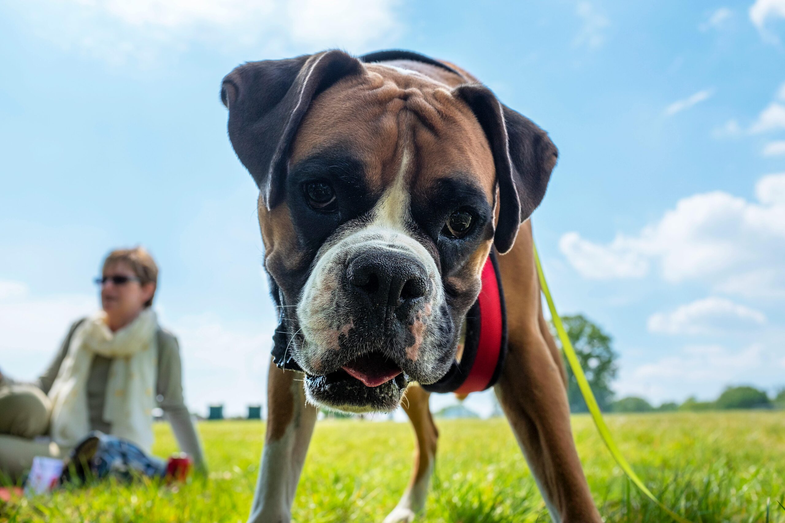 A playful boxer dog with a curious expression outdoors, capturing the joy of a sunny day.