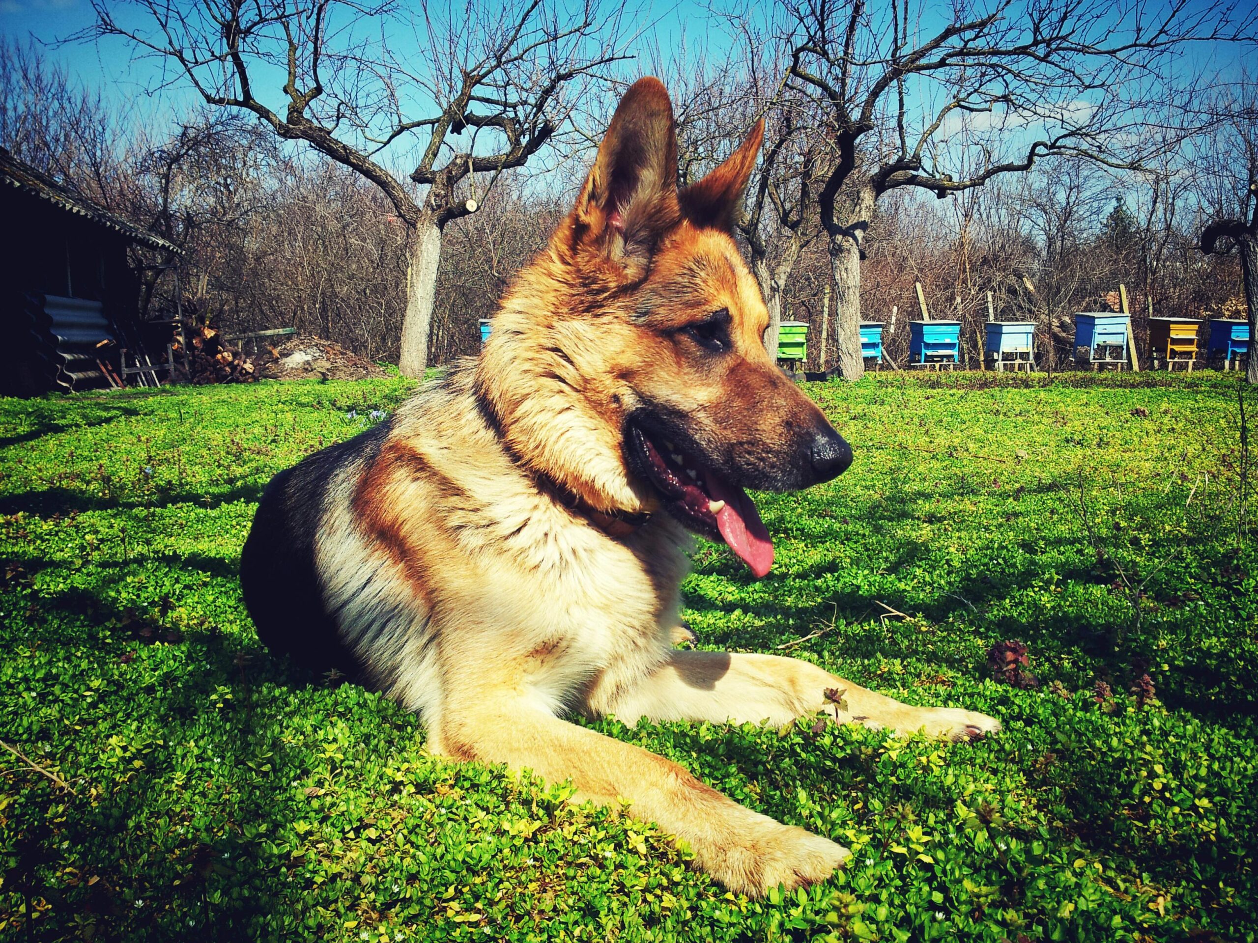 A German Shepherd lies on vibrant grass in a rural outdoor setting, enjoying a sunny day.