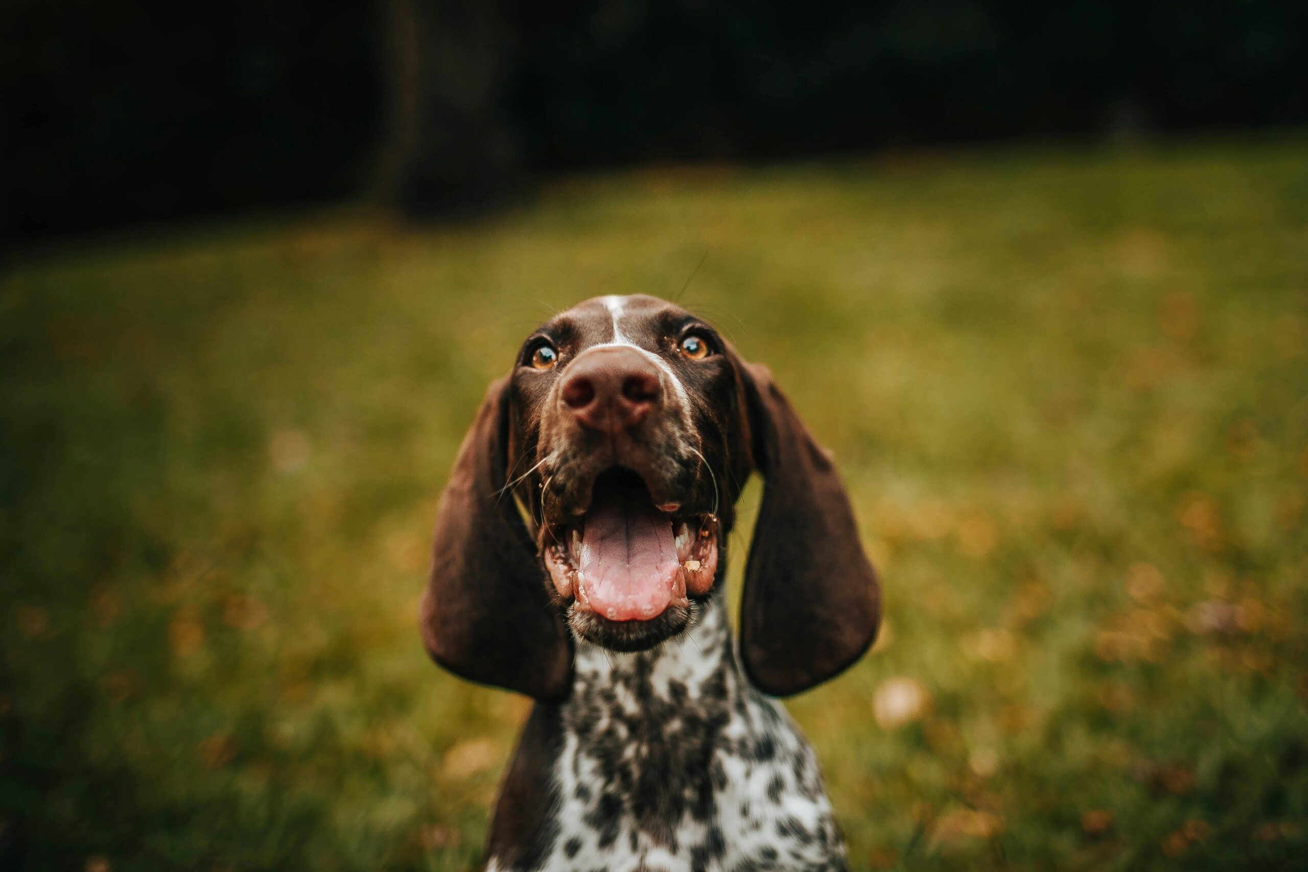 Close-up portrait of a joyful German Shorthaired Pointer dog with mouth open, set in an outdoor grassy area.